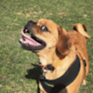 Meet your Posher, Avital